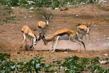 Sprigbok fight
