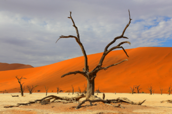 Tree skeleton in Deadvlei, Namibia