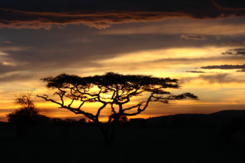 acacia at cloudy sunset