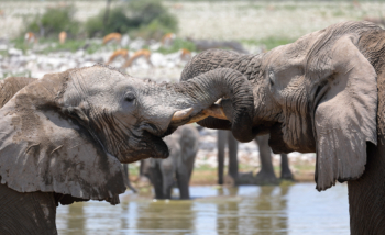 acquaintance of elephants