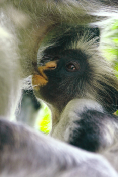 baby monkey with mother