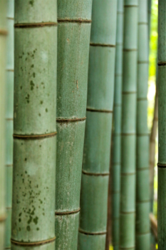 bamboo forest