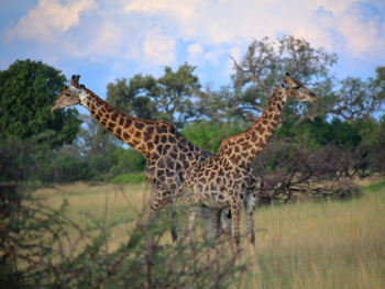 bidirectional giraffes