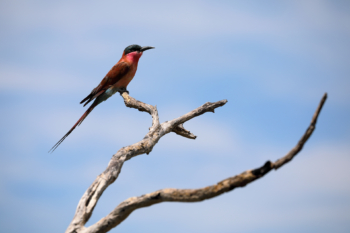 bird watching safari