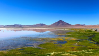 blooming Lagoon Colorado, Bolivia