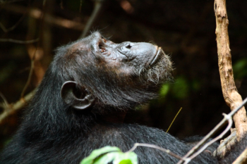 brooding chimpanzee