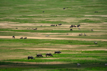 buffaloes in Ngorongoro