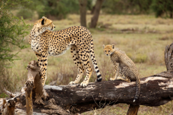 cheetah and cub on a fallen tree
