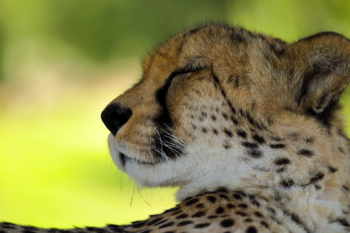 cheetah portrait