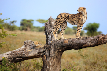 cheetah with cub