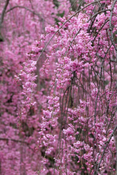 cherry blossom texture, Japan