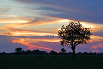 colorful sunset in Okavango Delta