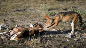 coyote and springbok