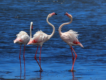 dancing pink flamingos