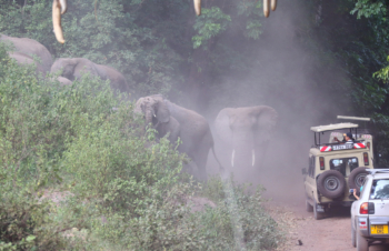 elephant traffic jam