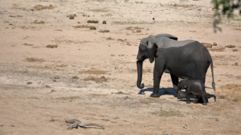 elephant with her baby