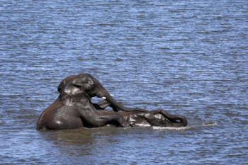 elephants mating in the river
