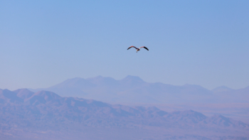 flamingo over American Cordillera