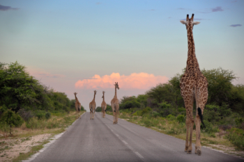 giraffes walk on the highway
