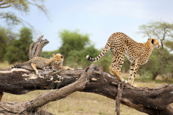 graceful cheetah and lazy cub
