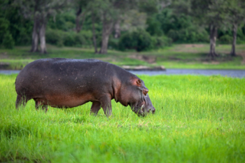 grazing hippo