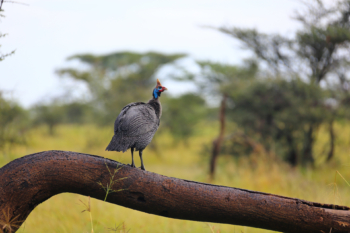 guineafowl on q tree