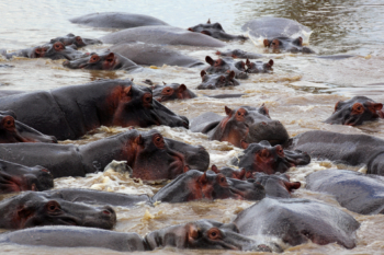 hippo river