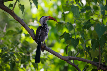 hornbill