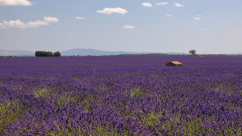 hut in a lavender field, Valensole, France