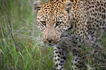 in the focus of the predator