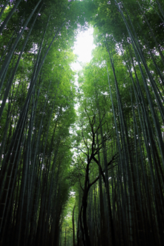 japanese bamboo forest
