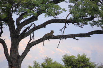 leopard on a tree