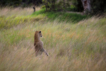 leopard stands in the tall grass
