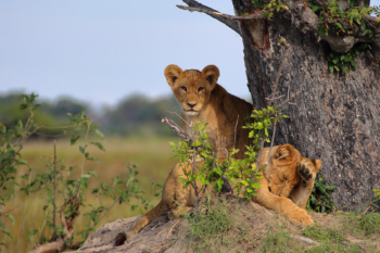 lion cubs