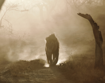 lion in the first ray of the rising sun