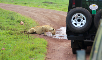 lioness drinking on the road