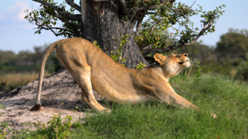 lion's yoga