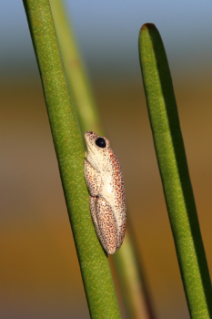 little frog of the Okavango delta