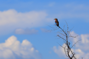 lone bird on a dry branch