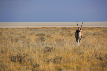 lonely oryx