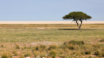 lonely tree in namibia