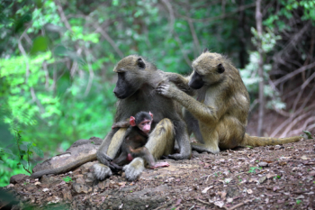 monkey family