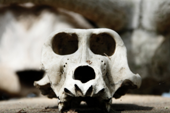 monkey skull