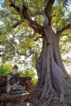 old Buddhist statue under a tree