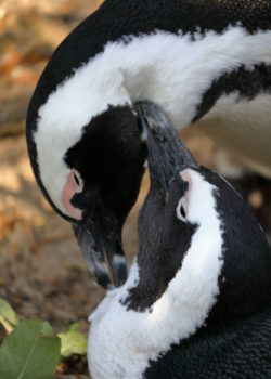 penguin's Yin and Yang