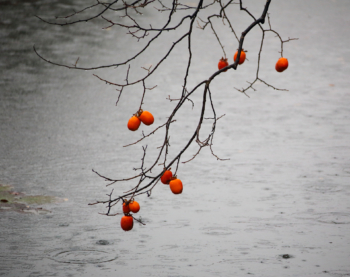 persimmon in the rain