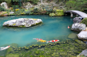 pond with carp, Japan