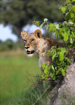 prey lioness