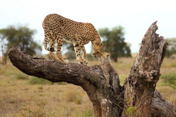 raising a cheetah