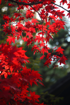 red maples of japanese autumn
